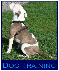 Title Shot Kennels Dog Training