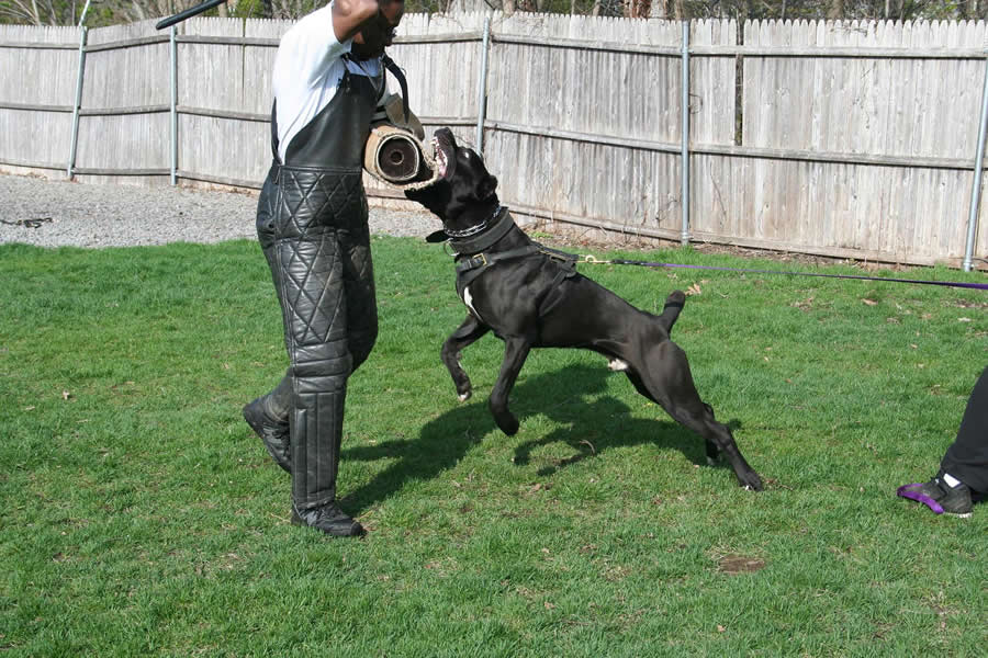 Legacy Cane Corso/WATFORD'S ARMANI (CANE CORSO)