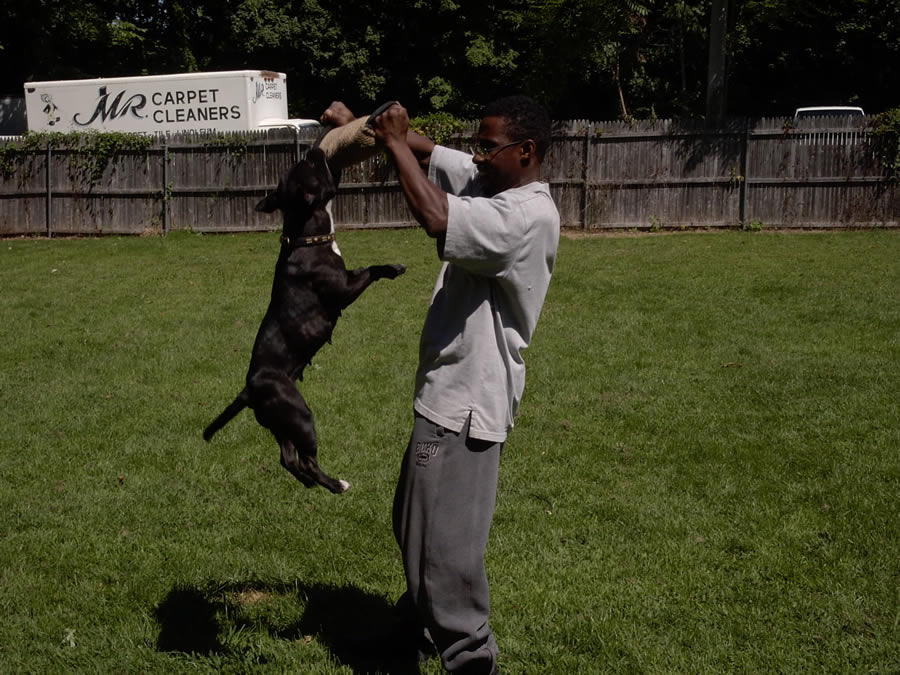 Ch Daisey (Staffordshire Bull Terrier) HANGING TOUGH
Owner John Daiz 
